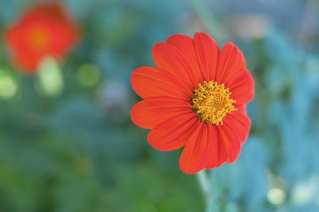 雷斯带领的 雷斯带领的